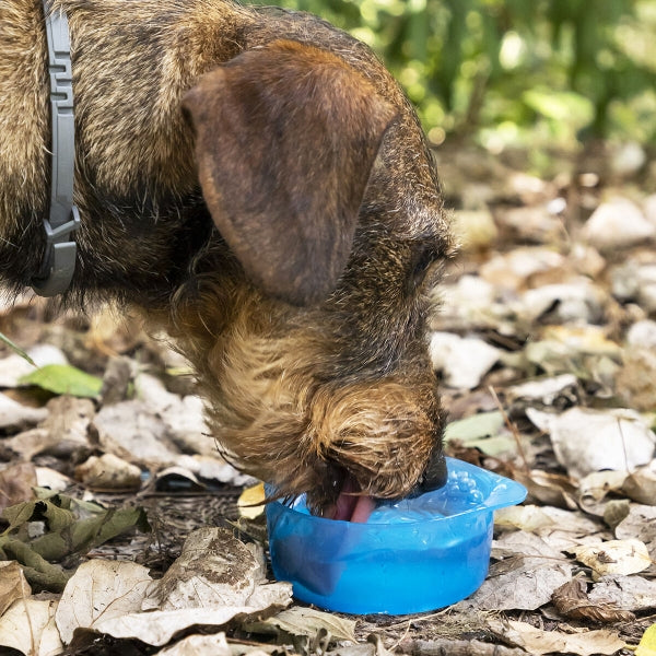 Gourde d'Eau et d'Aliments pour Animaux 2 en 1